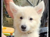 Vente de chiots Bergers Blancs Suisses (LOF)