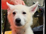 Vente de chiots Bergers Blancs Suisses (LOF)