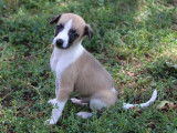 Réservation de chiots Whippets (LOF)