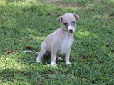 Réservation de chiots Whippets (LOF)