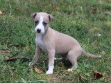 Réservation de chiots Whippets (LOF)