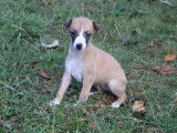 Réservation de chiots Whippets (LOF)