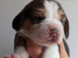 5 chiots Beagles LOF, d'août 2023, à réserver