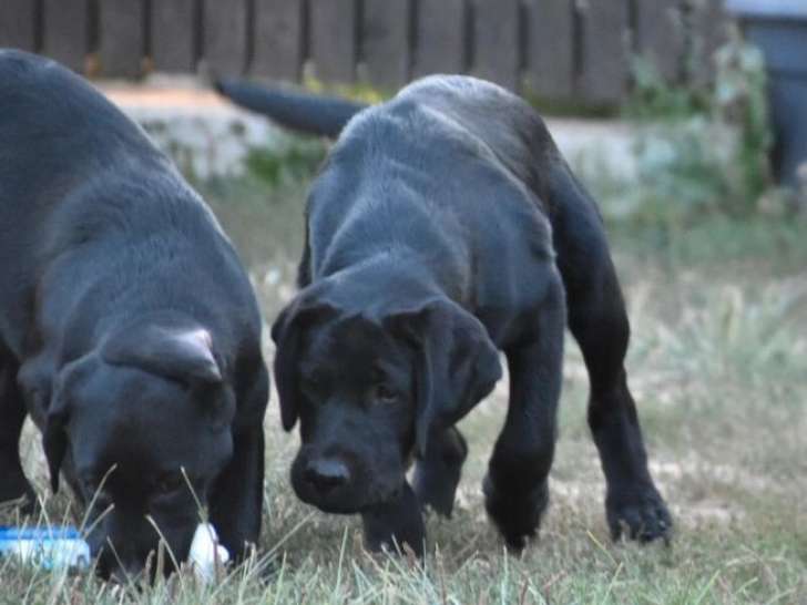 Deux chiots Labradors LOF, de mai 2023, à vendre