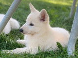 Trois chiots Bergers Blancs LOF disponible à la vente