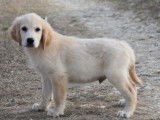 5 chiots mâles Golden Retrievers LOF disponibles à la vente