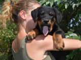 10 chiots Beaucerons LOF, de juin 2023, à vendre