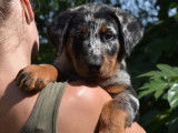 10 chiots Beaucerons LOF, de juin 2023, à vendre