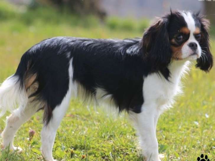 À vendre : une chienne Cavalier King Charles LOF, d'août 2017