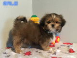 Chiot de race Shih Tzu m&acirc;le &agrave; vendre