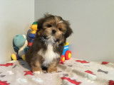 Chiot de race Shih Tzu m&acirc;le &agrave; vendre