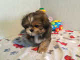 Chiot de race Shih Tzu m&acirc;le &agrave; vendre