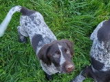 Chiots Drahthaar LOF à vendre