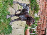Chiots Drahthaar LOF à vendre