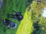 Chiots Drahthaar LOF à vendre