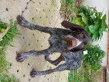 Chiots Drahthaar LOF à vendre