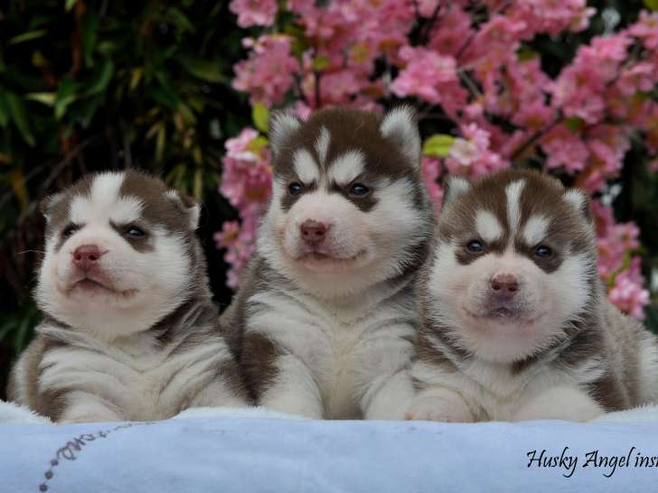 Superbes chiots Husky LOF à réserver