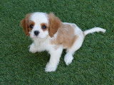 Trois chiots Cavaliers King Charles LOF à réserver