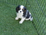 Trois chiots Cavaliers King Charles LOF à réserver