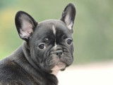 Femelle Bouledogues Fran&ccedil;ais LOF disponible