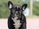 Femelle Bouledogues Fran&ccedil;ais LOF disponible