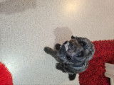 Mâle Caniche disponible pour saillie