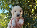 Des chiots Golden Retrievers LOF &agrave; r&eacute;server