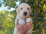 Des chiots Golden Retrievers LOF &agrave; r&eacute;server