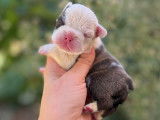 Chiots Bouledogue Francais à vendre
