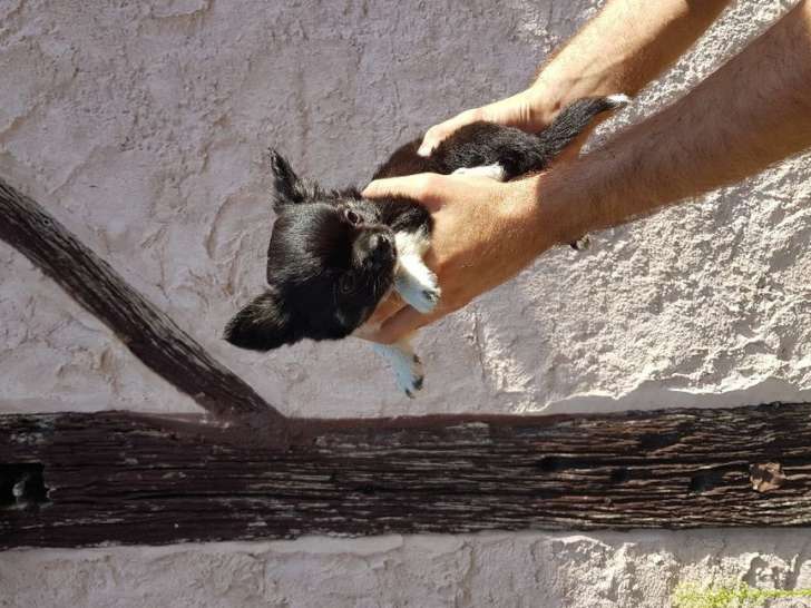 Trois chiots mâles Chihuahuas LOF à vendre