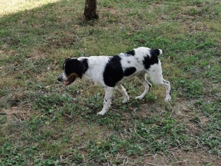 Chiot mâle Épagneul Breton LOF de 6 mois disponible