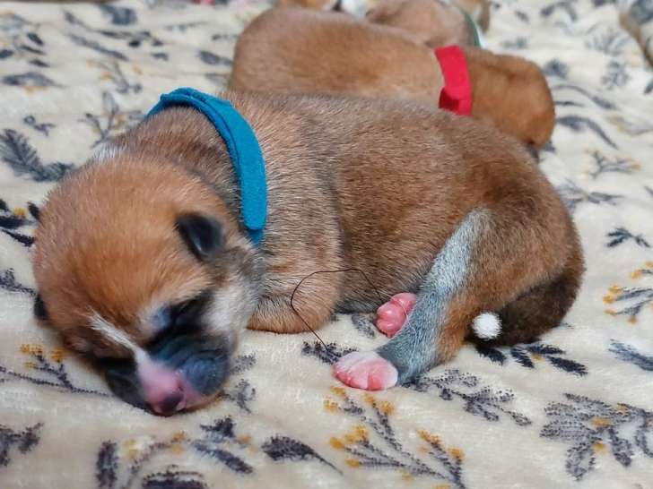 6 chiots Akita Inus LOF à réserver