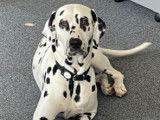 Femelle Dalmatien disponible pour saillie
