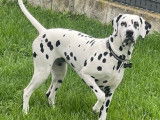 Femelle Dalmatien disponible pour saillie