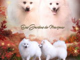 4 chiots Spitz Japonais au pelage blanc LOF &agrave; vendre