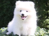4 chiots Spitz Japonais au pelage blanc LOF &agrave; vendre