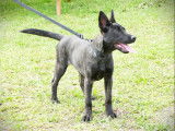 Chiot Berger Hollandais femelle bringée LOF disponible à la vente