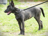 Chiot Berger Hollandais femelle bringée LOF disponible à la vente