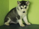 Un chiot Husky de Sibérie LOF à réserver