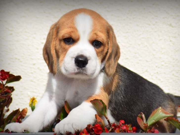 Deux chiots Beagles à la réservation (LOF)