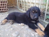 4 chiots Hovawart disponibles à la vente (LOF)