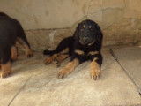 4 chiots Hovawart disponibles à la vente (LOF)
