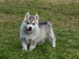 Des chiots Huskies de Sibérie LOF, disponibles à l'achat