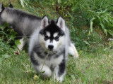 Des chiots Huskies de Sibérie LOF, disponibles à l'achat