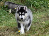 Des chiots Huskies de Sibérie LOF, disponibles à l'achat