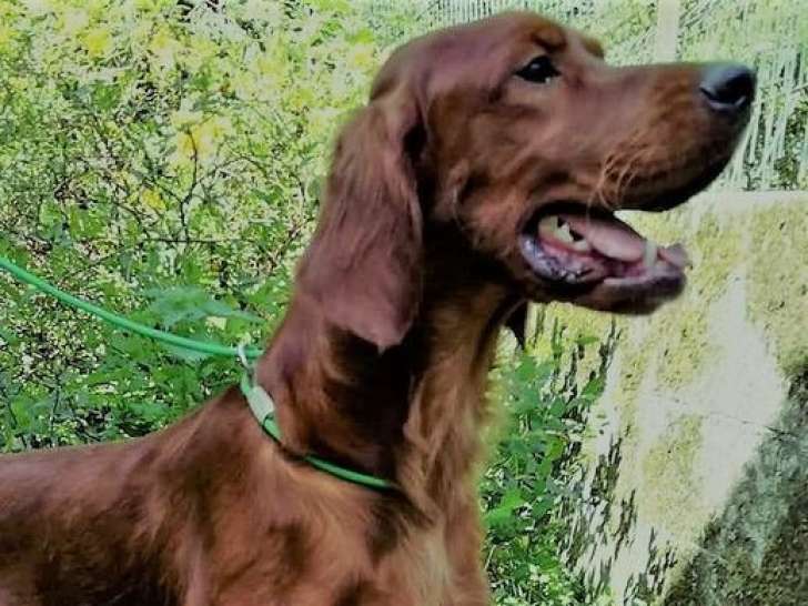 Un chien adulte mâle Setter Irlandais rouge d’un an disponible à la vente (LOF)
