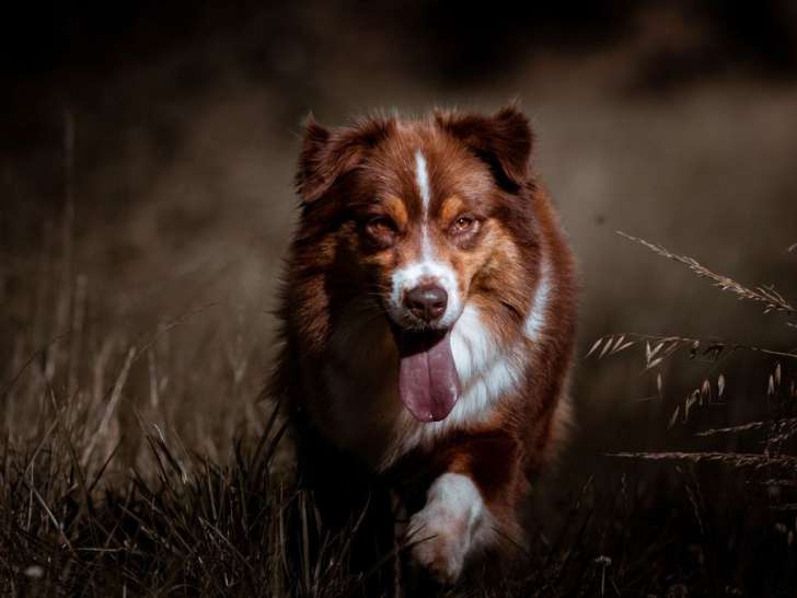 Une chienne Berger Australien LOF de 6 ans disponible à l'achat