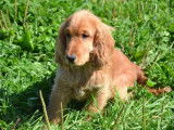 Deux chiots Cockers Anglais disponibles &agrave; la vente (LOF)