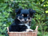 Chiot femelle Chihuahua black et tan à acheter