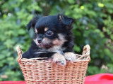 Chiot femelle Chihuahua black et tan à acheter